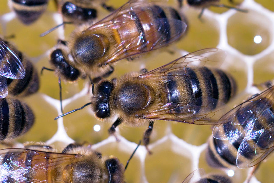 Honeybees On Honeycomb #1 Photograph by Simon Fraser/science Photo Library