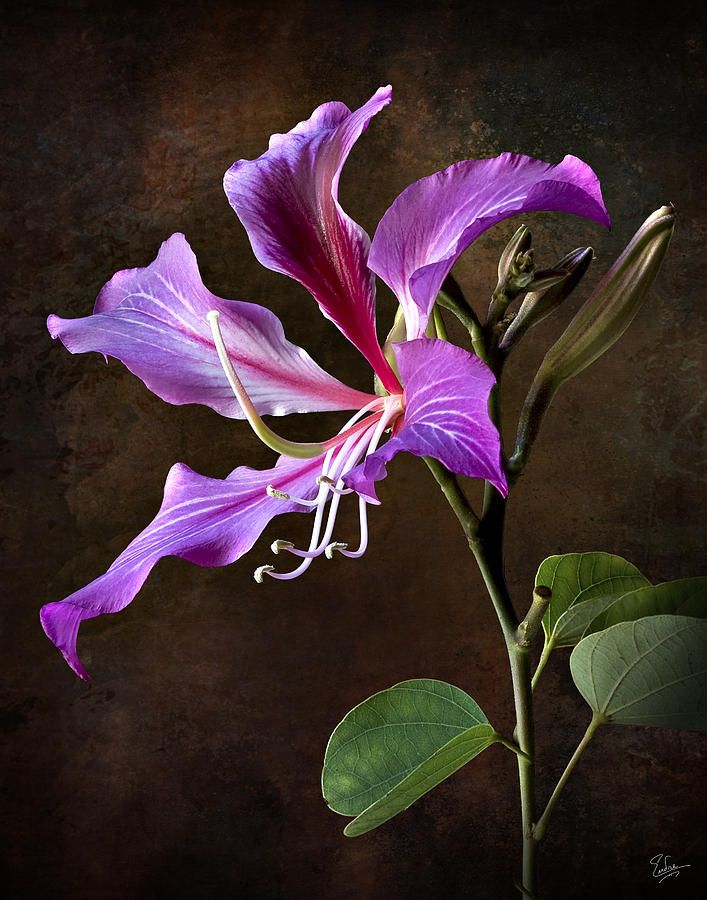 Hong Kong Orchid #2 Photograph by Endre Balogh