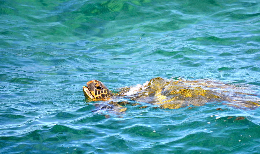 Honu Hawaiian green sea turtle #2 Photograph by Lehua Pekelo-Stearns