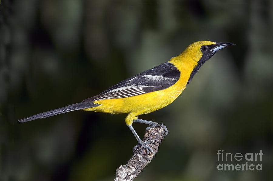 Oriole Photograph - Hooded Oriole Male #1 by Anthony Mercieca