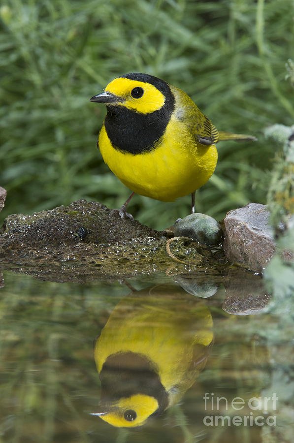 Warbler Photograph - Hooded Warbler #1 by Anthony Mercieca