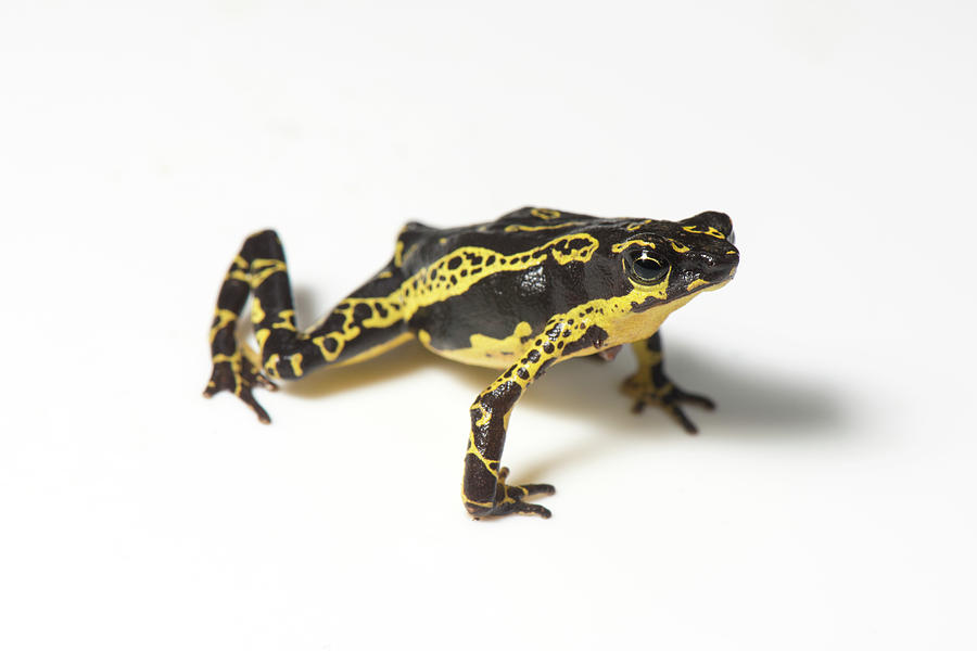 Hoogmoed Harlequin Toad #1 Photograph by Louise Murray/science Photo Library