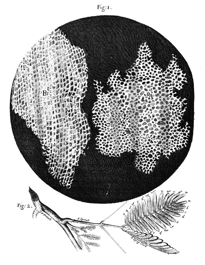 Hooke: Structure Of Cork #1 Photograph by Granger Hooke: Structure Of Cork #1 Photograph by Granger