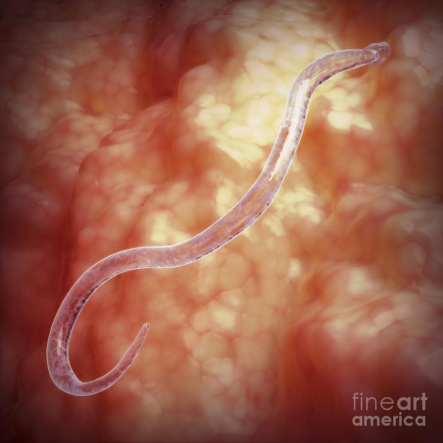 Hookworms, illustration - Stock Image - C034/2667 - Science Photo Library