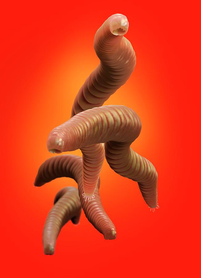 Hookworms In The Intestine Photograph by Tim Vernon / Science Photo Library  - Fine Art America