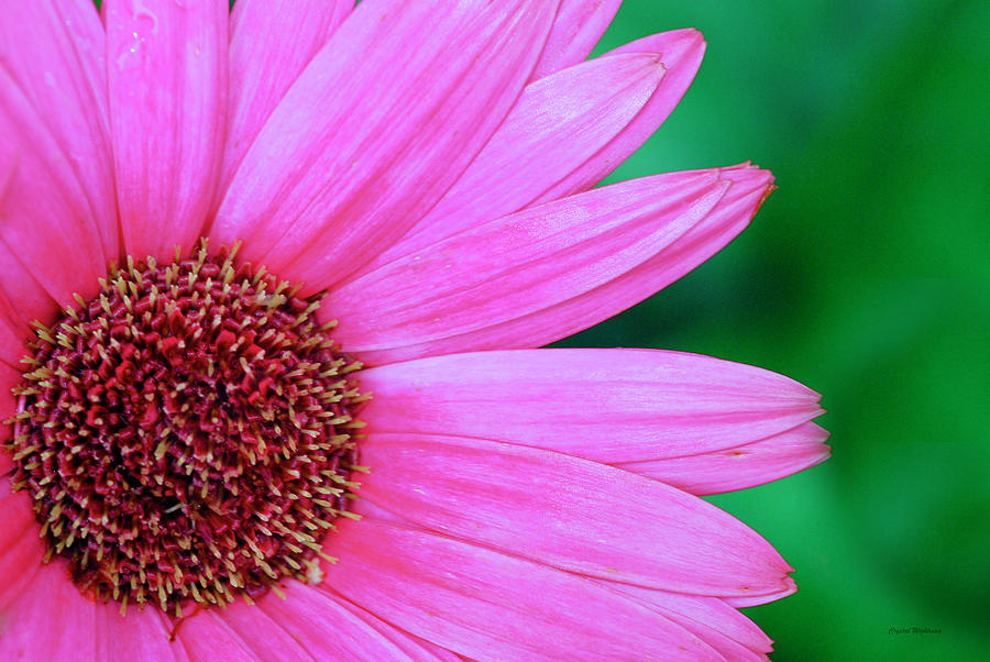 Nature Photograph - Pink Gerbera Flower by Crystal Wightman