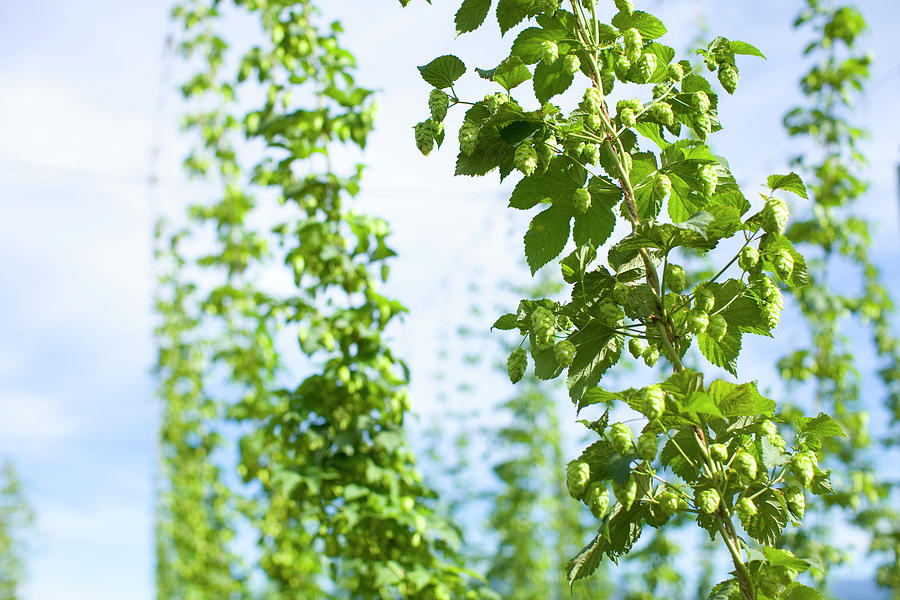 Beer Photograph - Hops Still On The Vine #1 by Woods Wheatcroft