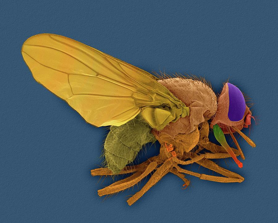 Horn Fly Photograph by Dennis Kunkel Microscopy/science Photo Library