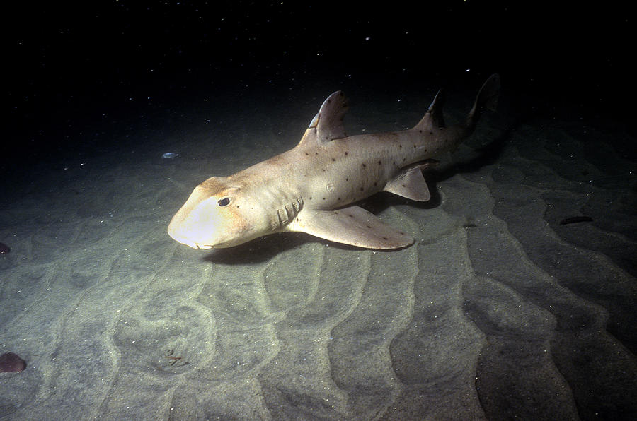 Horn Shark #1 Photograph by Greg Ochocki