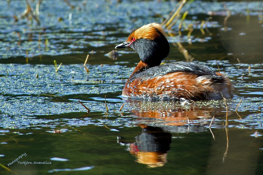Horned Grebe  #1 Photograph by Torbjorn Swenelius