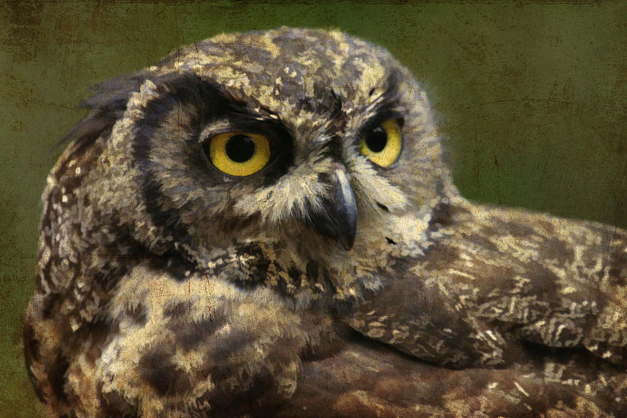 Bird Photograph - Horned Owl #2 by Steve McKinzie