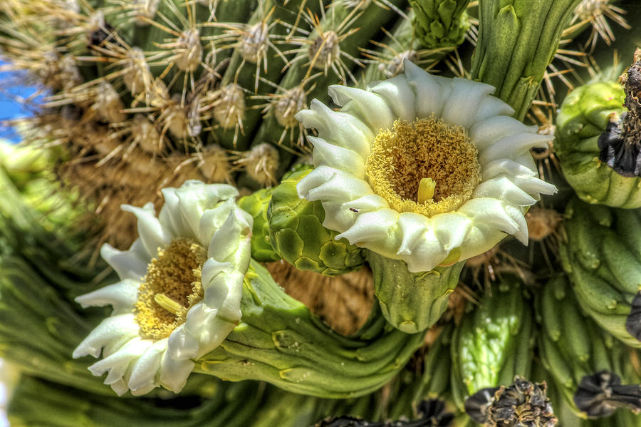 Horns And Thorns Photograph by Ryan Seek - Fine Art America