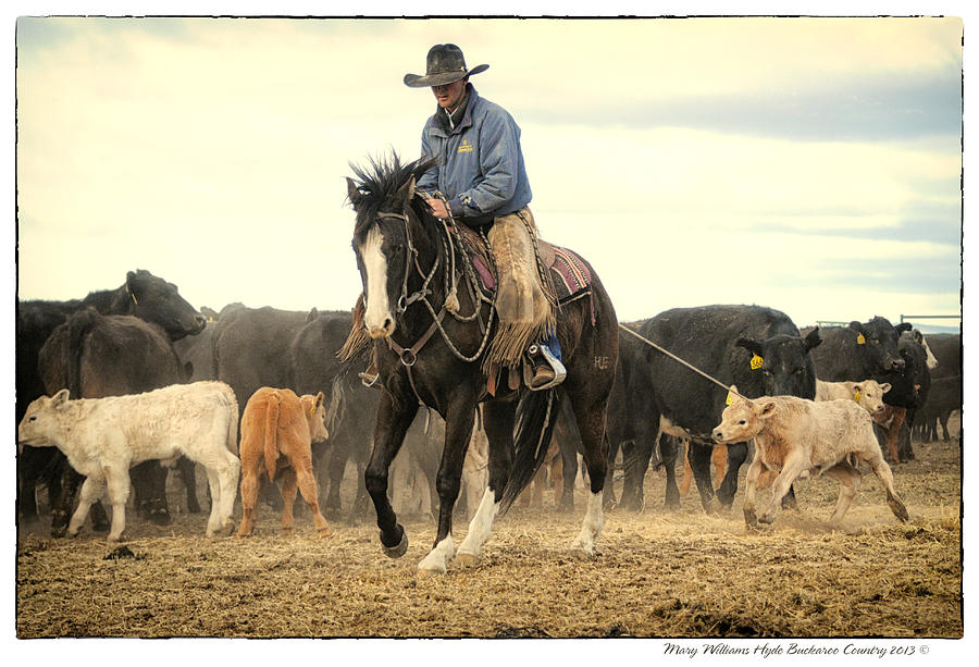 Horse 24 Photograph by Mary Williams Hyde - Fine Art America