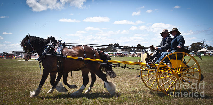 Horse and Carriage #1 Photograph by Alexander Whadcoat - Pixels