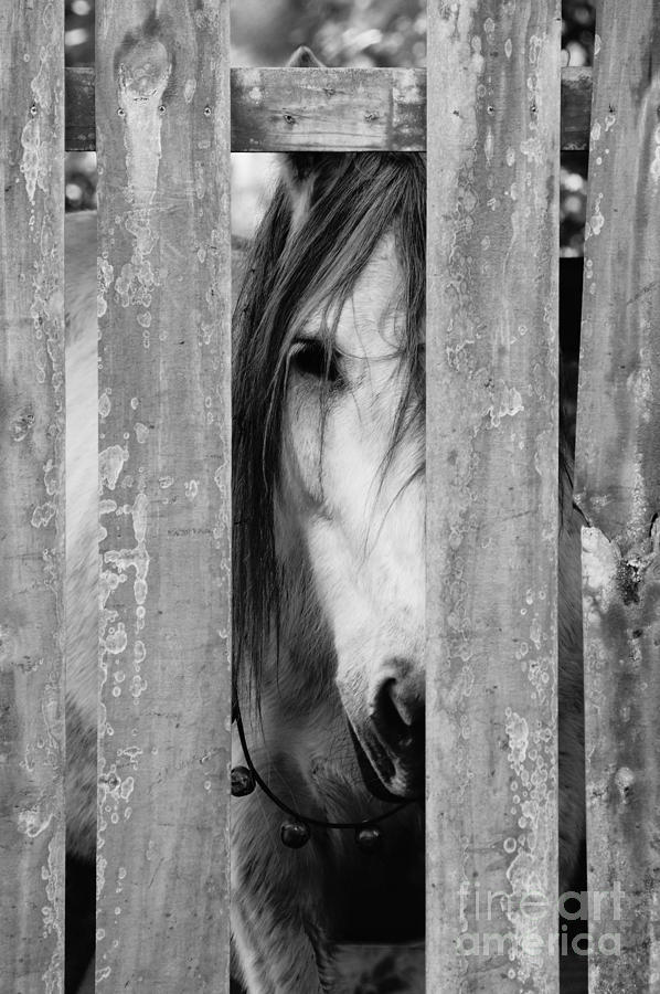 Horse Board 2 #1 Photograph by Lynda Dawson-Youngclaus