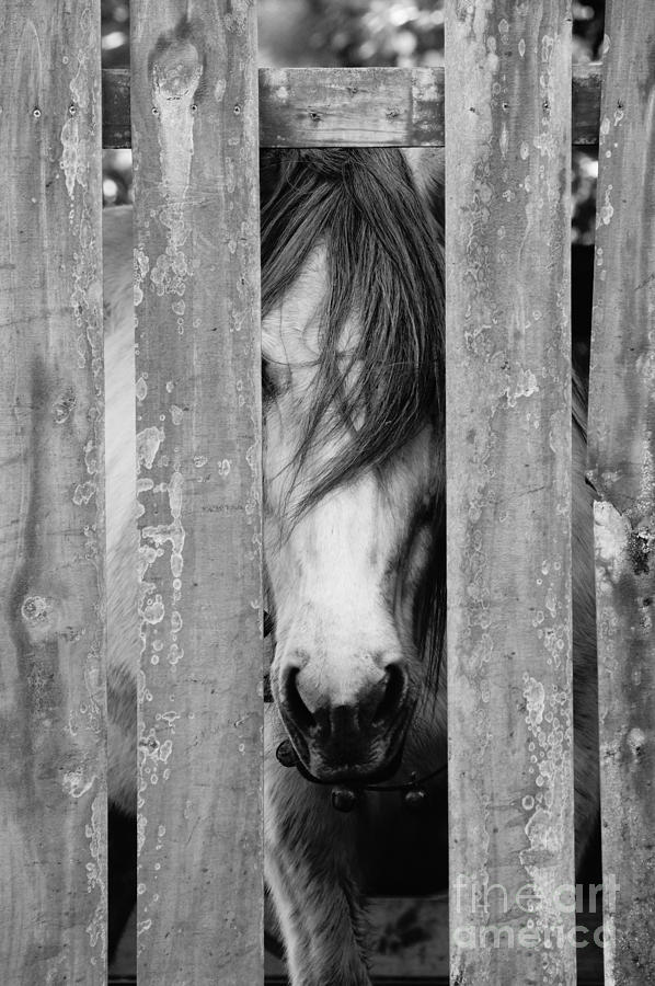 Horse Board #1 Photograph by Lynda Dawson-Youngclaus