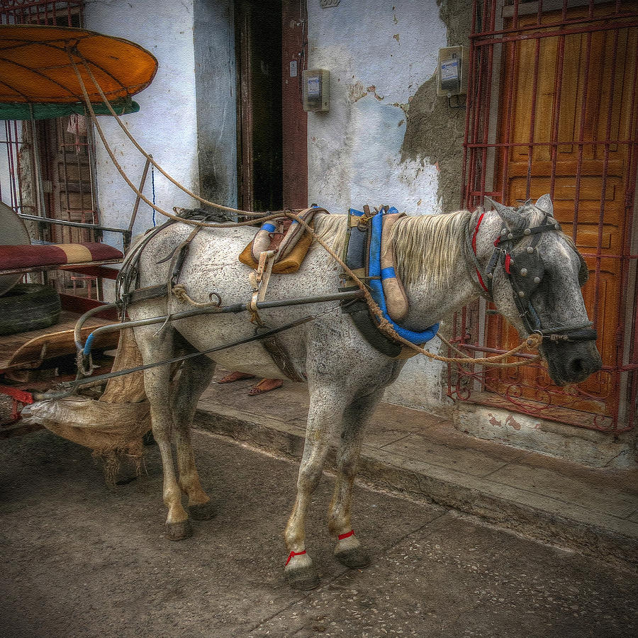 Horse Cart Photograph by Stephen Dennstedt