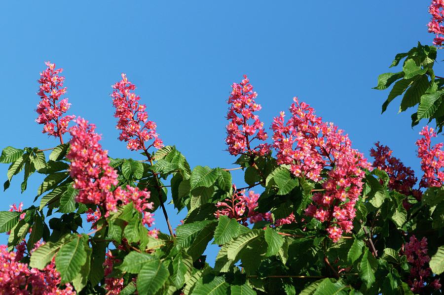 Horse Chestnut (aesculus X Carnea) #1 Photograph by Brian Gadsby/science Photo Library
