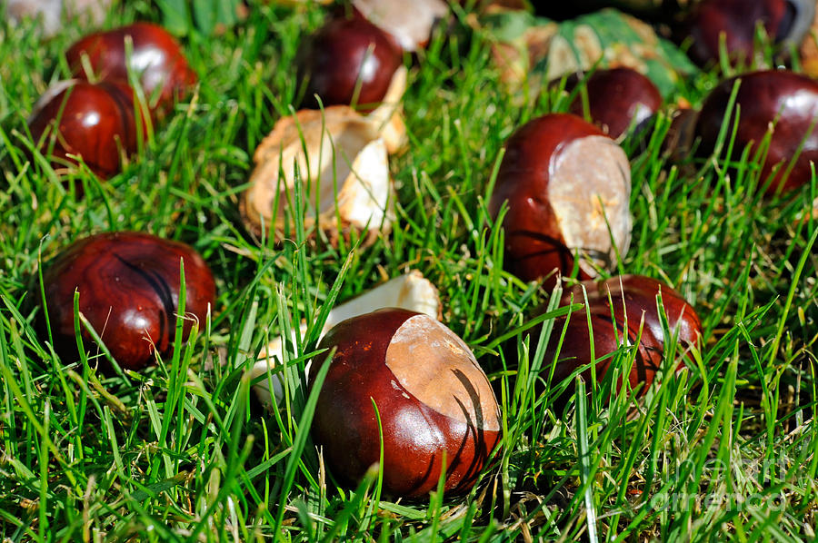 Horse Chestnuts #1 Photograph by Harald Lange