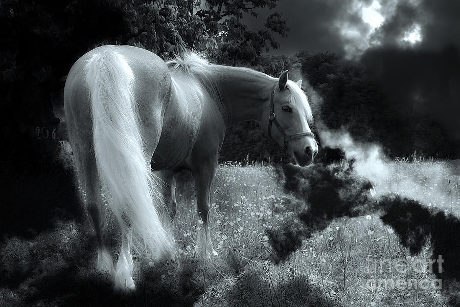 Horse #1 Photograph by Christine Sponchia