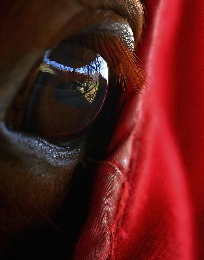 Horse Eye 24560 Photograph by Jerry Sodorff