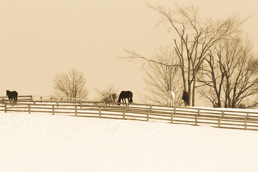 Horse Farm #1 Photograph by Nick Mares