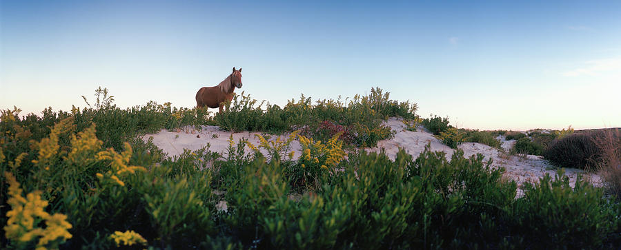 Horizontal Photograph - Horse Grazing On Beach, Assateague by Animal Images Horizontal Photograph - Horse Grazing On Beach, Assateague by Animal Images