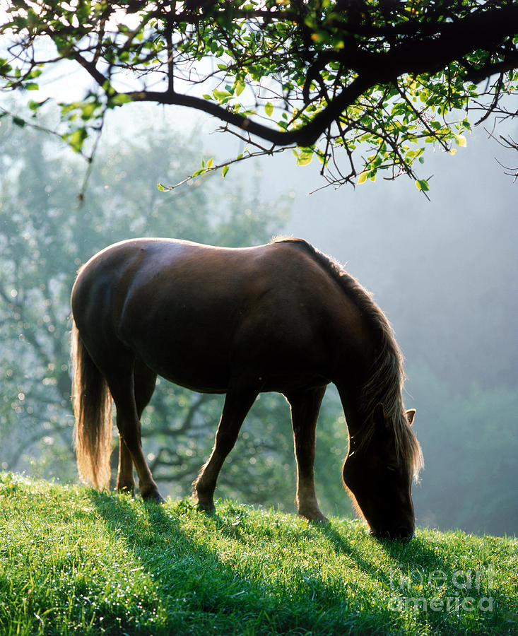 Horse #2 Photograph by Hans Reinhard