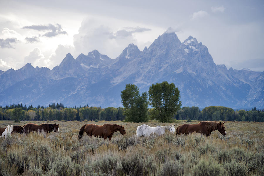 Horse In Grand Teton National Park, Wy Photograph by Mark Newman | Fine ...