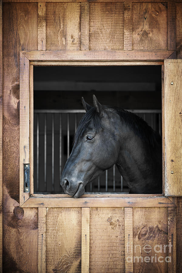 Black horse in stable Photograph by Elena Elisseeva
