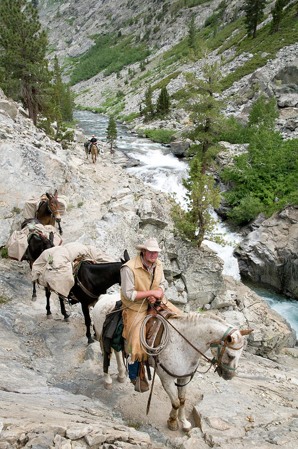 Kings Canyon National Park Photograph - Horse Packer Leading Pack Train #1 by Josh Miller