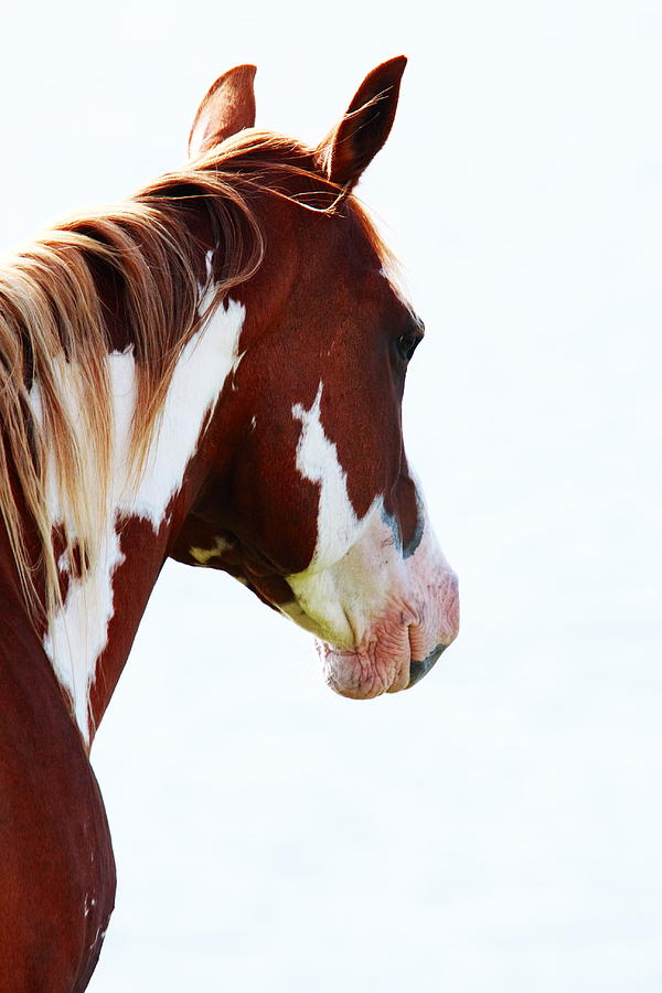 Horse Portrait #2 Photograph by Aidan Moran