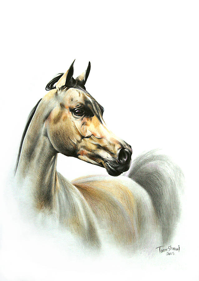Horse Drawing - Horse Portrait #1 by Tamer and Cindy Elsharouni