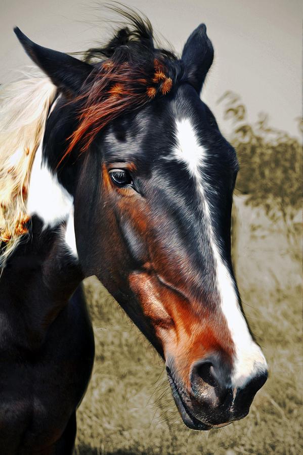 Horse #4 Photograph by Savannah Gibbs