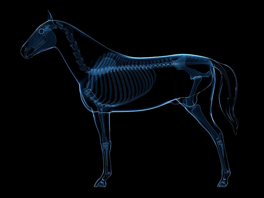 Horse Skeleton Photograph by Sciepro/science Photo Library - Fine Art ...