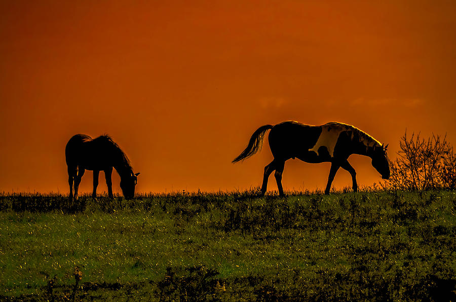 Horse Sunset #1 Photograph by Brian Stevens
