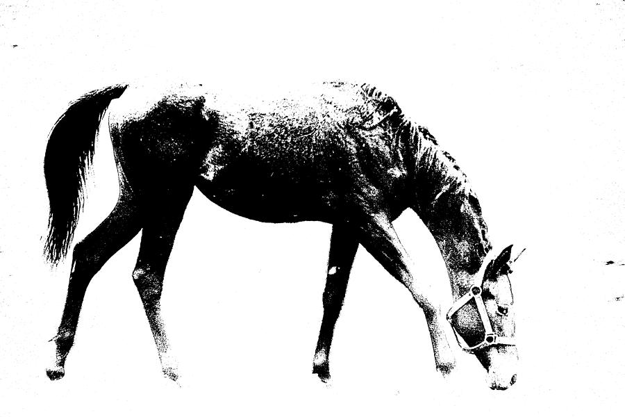 Horse #1 Photograph by Wayne Toutaint