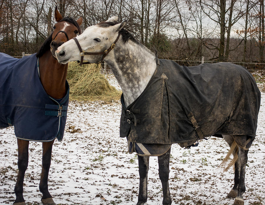 Horse Whispers #1 Photograph by James Canning