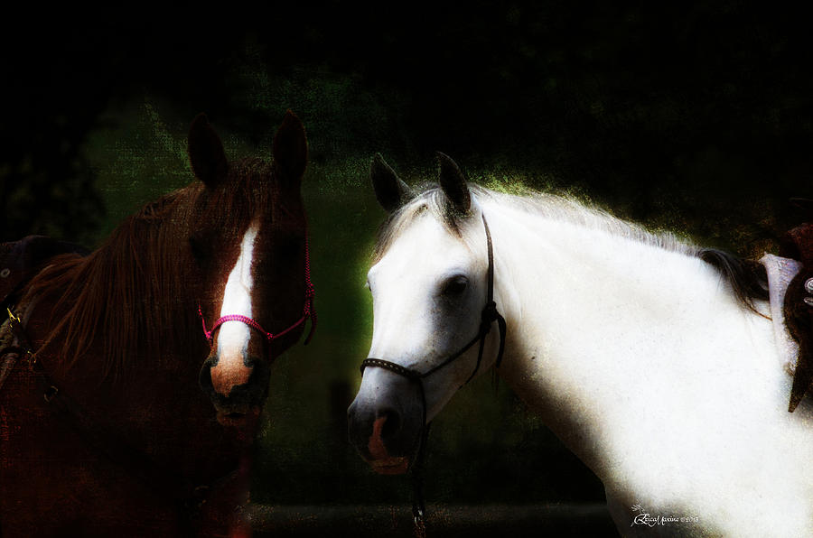 Horse Photograph - Horses #1 by Ericamaxine Price