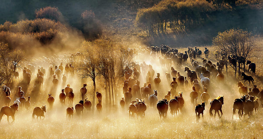 Horses #1 Photograph by Hua Zhu