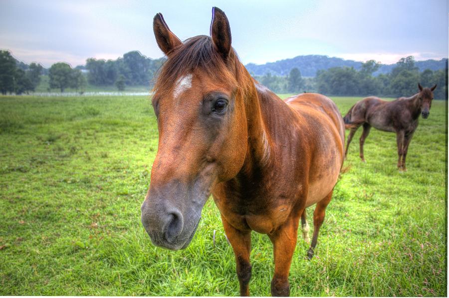 Horses in a Field Photograph by Jonny D