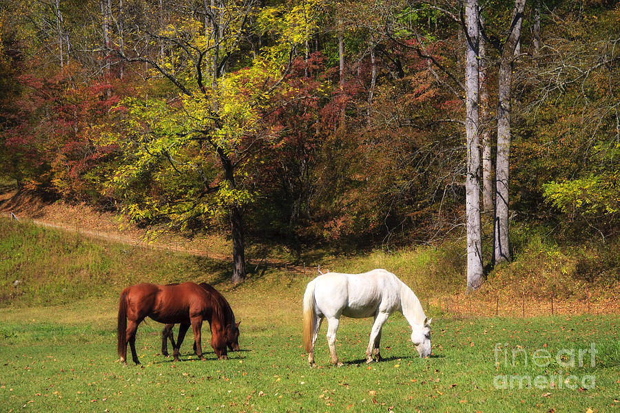 Horses in a Pasture #1 Photograph by Jill Lang