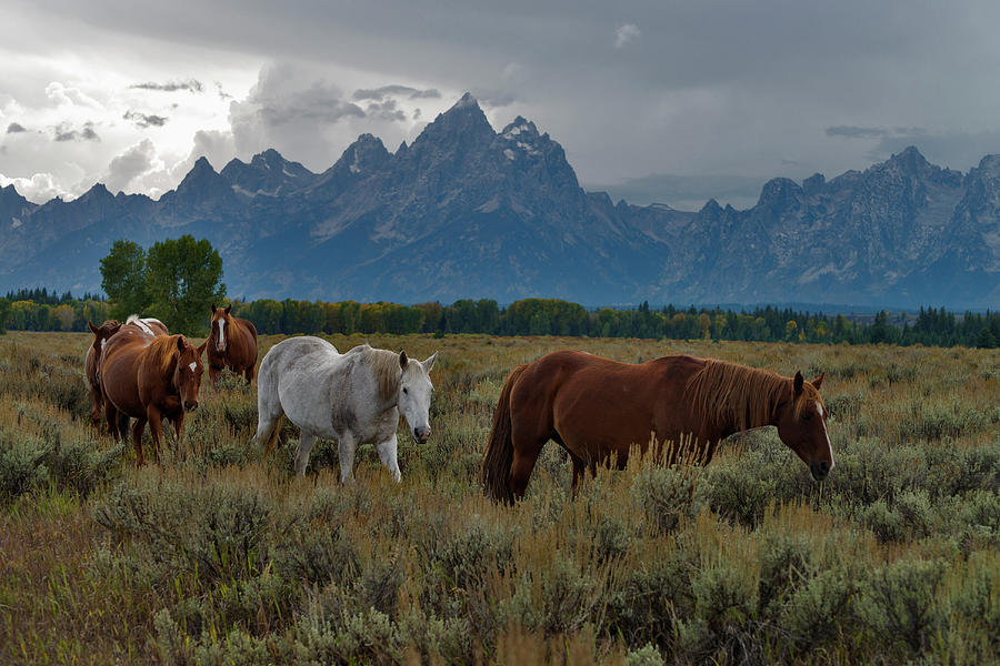 Horses In Grand Teton National Park #1 Photograph by Mark Newman