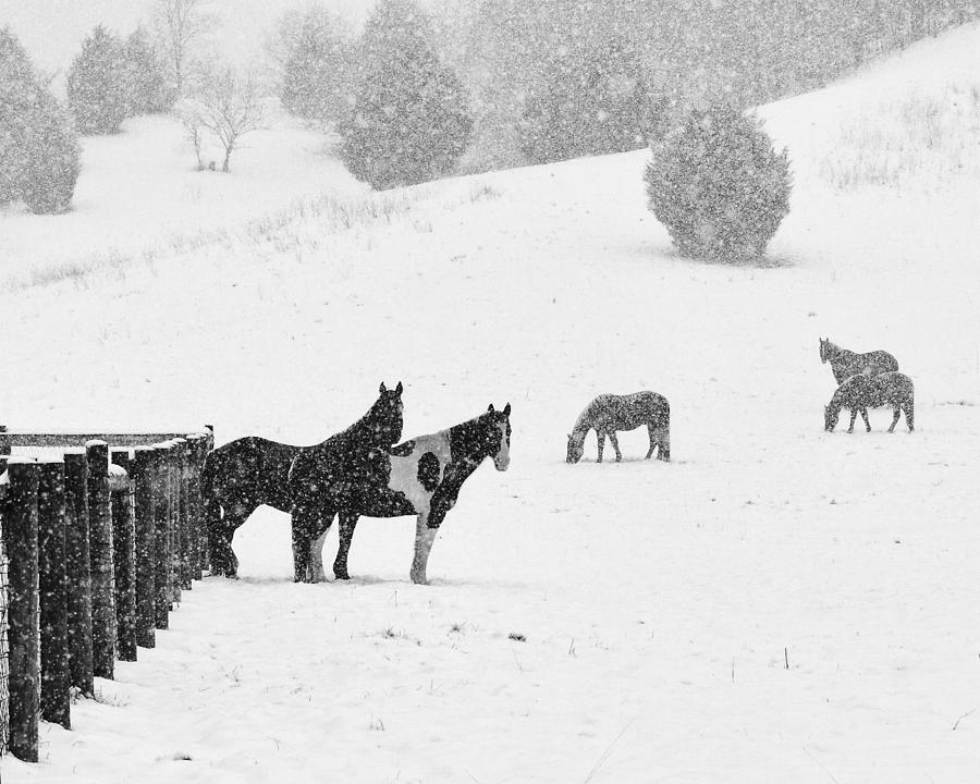 Horses in the Snow #1 Photograph by Coby Cooper