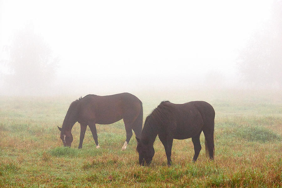 Horses of the Fall #1 Photograph by Jouko Lehto
