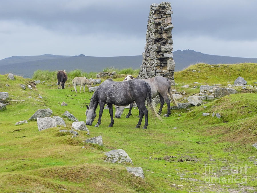Grey horses on the moors of Dartmoor Photograph by Patricia Hofmeester