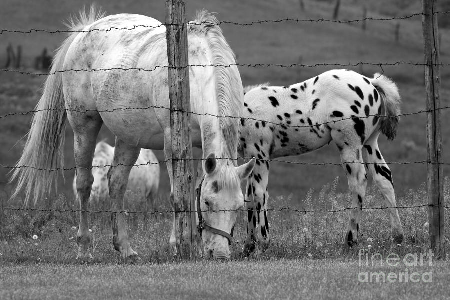 Horses  #1 Photograph by Rick Rauzi