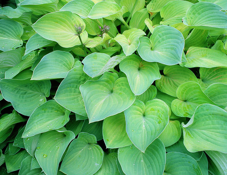 Hosta 'birchwood Parky's Gold' Photograph by Geoff Kidd/science Photo ...