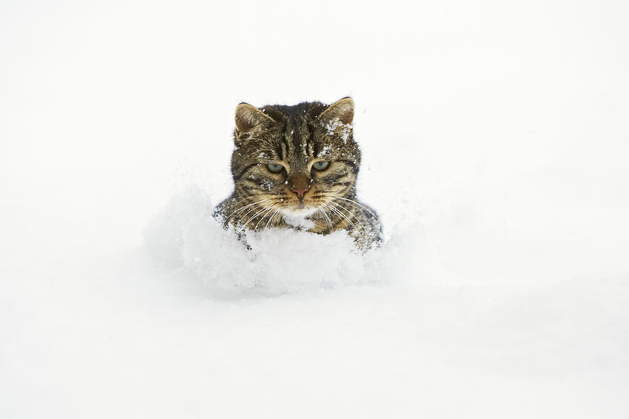 House Cat In Deep Snow Germany #2 Photograph by Konrad Wothe