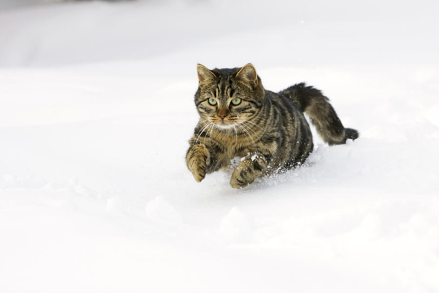 House Cat Male Running In Snow Germany #1 Photograph by Konrad Wothe